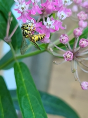 Vespula squamosa