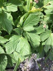 Peucedanum ostruthium