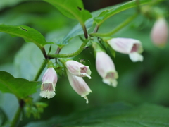 Chelonopsis moschata