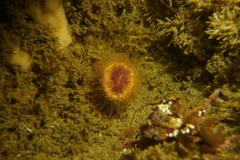 Paracyathus stearnsii