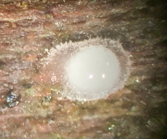 Helicogloea
