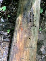 Tulasnella aurantiaca