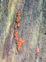 Tulasnella aurantiaca