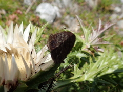 Erebia montanus