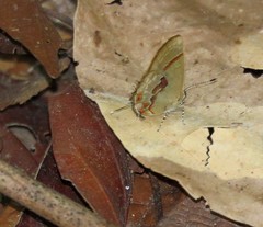 Calycopis centoripa