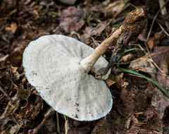 Microporellus dealbatus