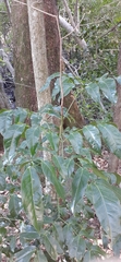 Archidendron hendersonii