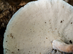 Microporellus dealbatus