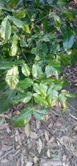 Archidendron hendersonii