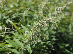 Artemisia monophylla