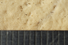 Microporellus dealbatus