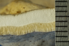 Microporellus dealbatus