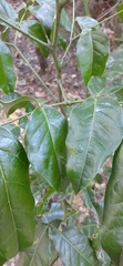 Archidendron hendersonii
