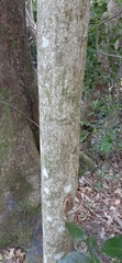 Archidendron hendersonii