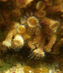 Epizoanthus leptoderma image