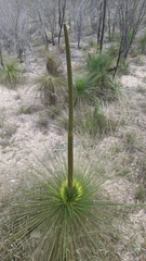 Xanthorrhoea glauca