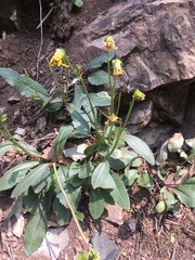 Senecio amplectens holmii