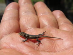 Sceloporus aeneus