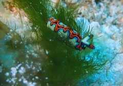 Thuridilla picta