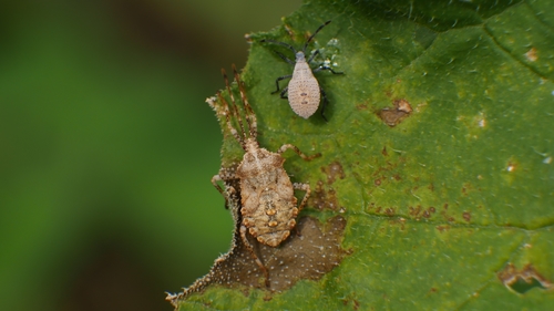 Horned Squash Bug photo 3
