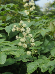 Aralia cordata