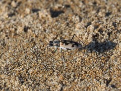 Chaetodera laetescripta
