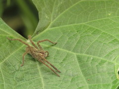 Cupiennius salei