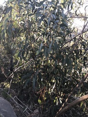 Eucalyptus luehmanniana