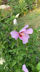 Hibiscus syriacus