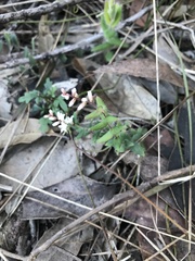 Leucopogon amplexicaulis
