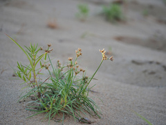 Fimbristylis sericea