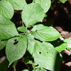 Ichneumon annulatorius