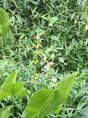 Sagittaria australis