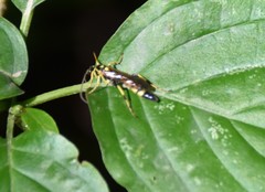 Ichneumon annulatorius