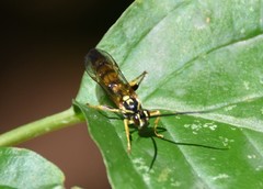 Ichneumon annulatorius