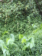 Sagittaria australis