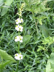 Sagittaria australis