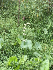 Sagittaria australis