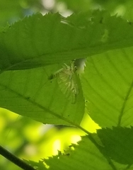 Stenacron interpunctatum interpunctatum