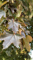 Acer platanoides