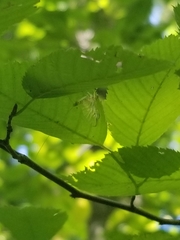 Stenacron interpunctatum interpunctatum