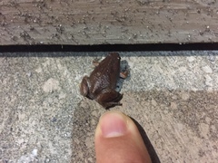 Gastrophryne elegans