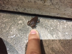 Gastrophryne elegans