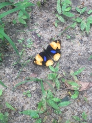 Junonia hierta paris