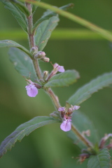 Teucrium scordium