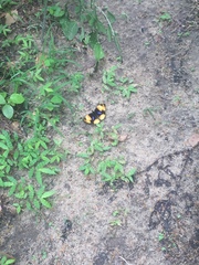 Junonia hierta paris