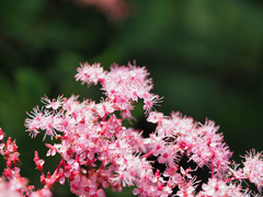 Filipendula multijuga