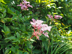 Filipendula multijuga