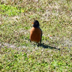 Turdus migratorius