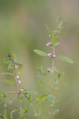 Teucrium scordium